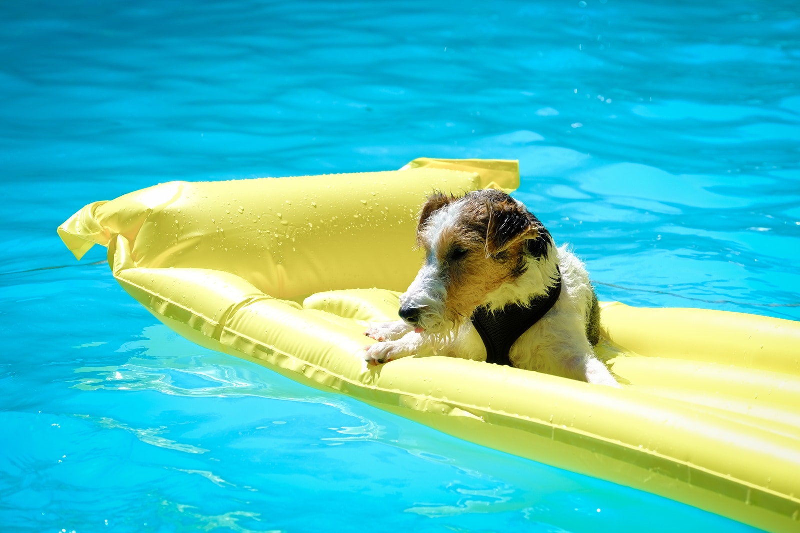 Apex Pavers and Pools, pet safety by pool